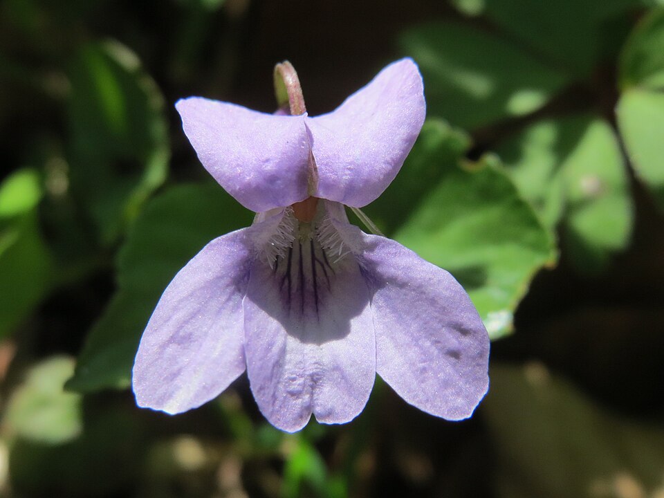 Viola reichenbachiana (Early Dog-violet)