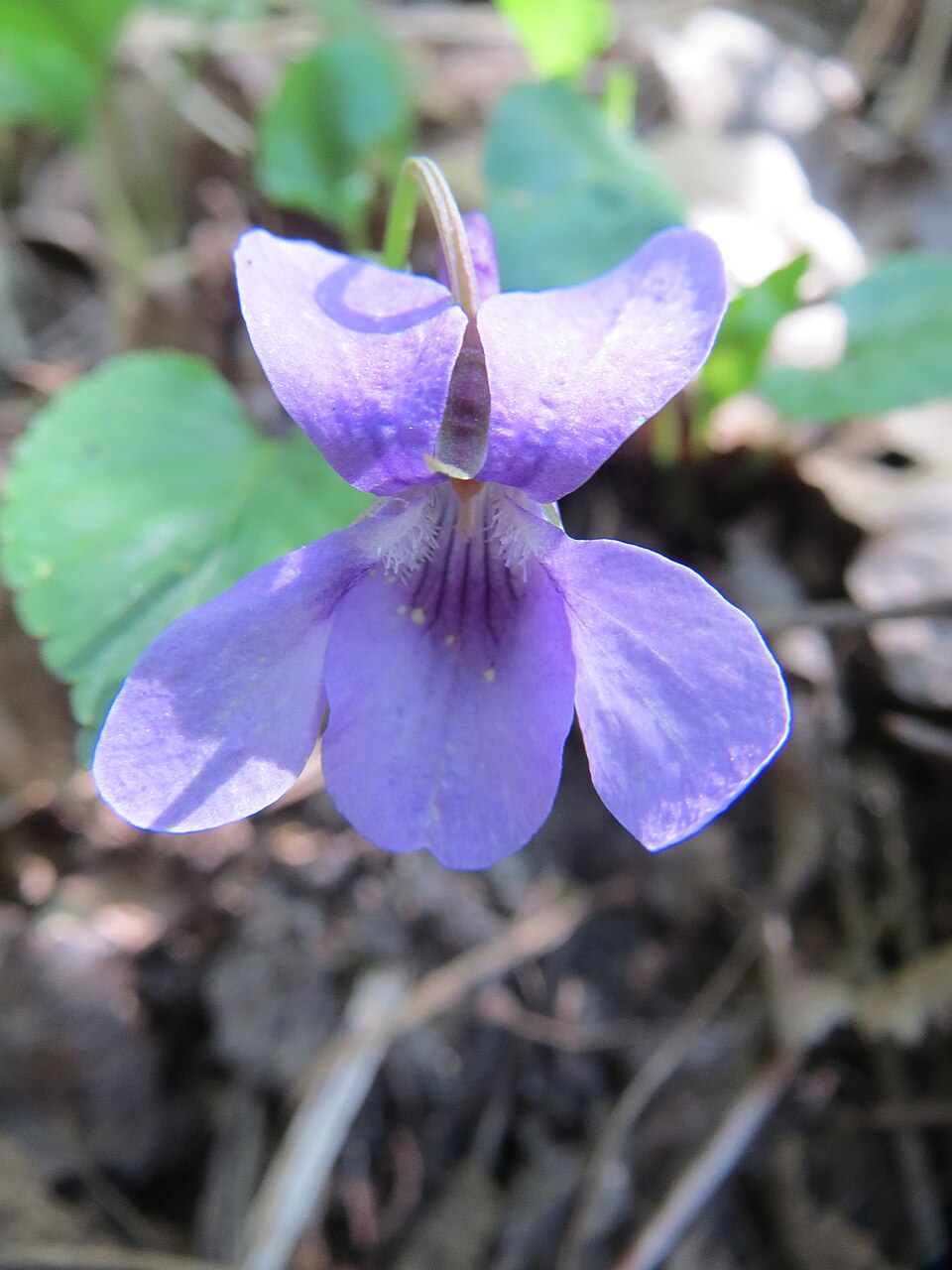 Viola reichenbachiana (Early Dog-violet)