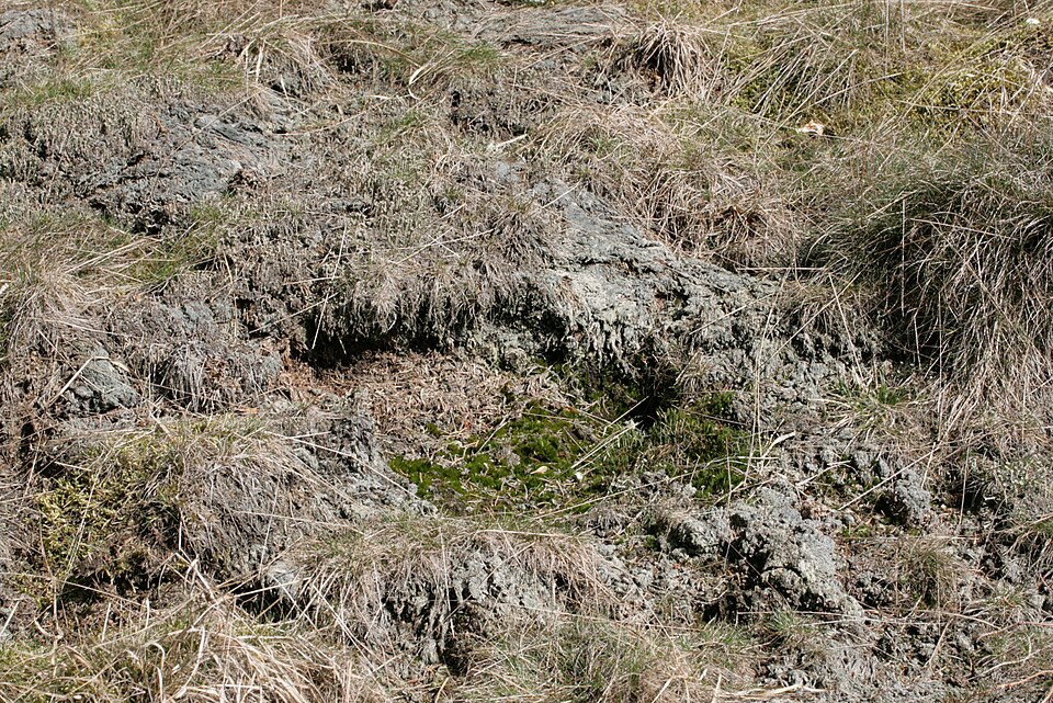 Campylopus introflexus (Heath Star-moss)