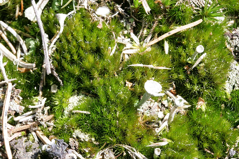 Campylopus introflexus (Heath Star-moss)