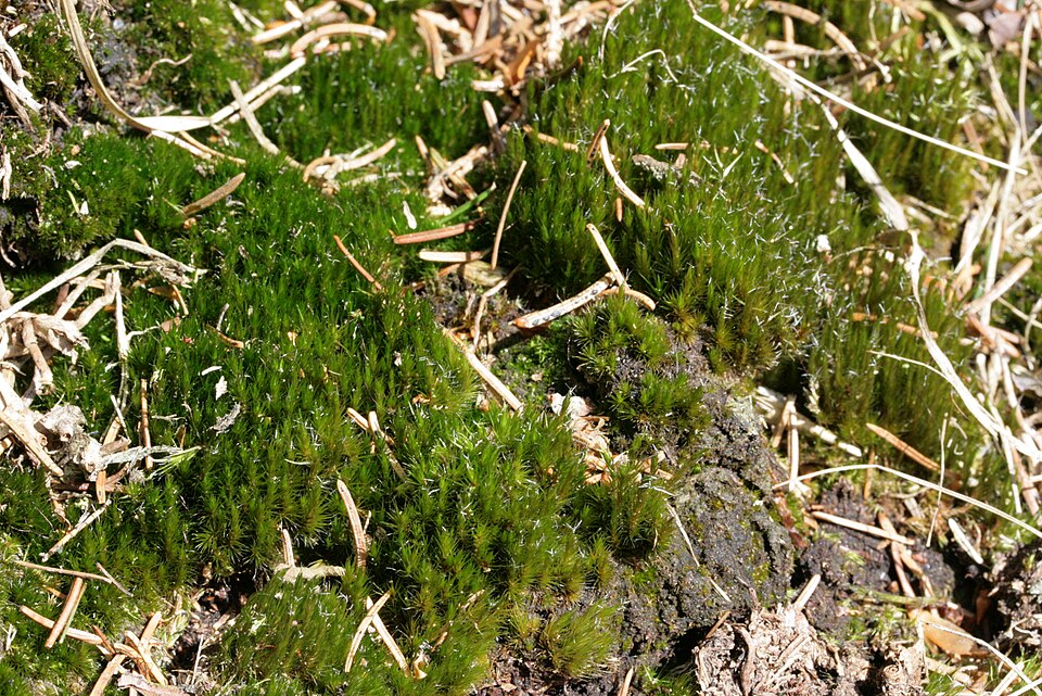 Campylopus introflexus (Heath Star-moss)