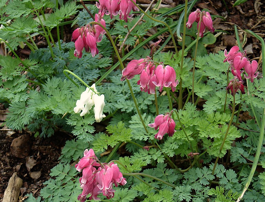 Dicentra 'King of Hearts' (King of Hearts Bleeding Heart)