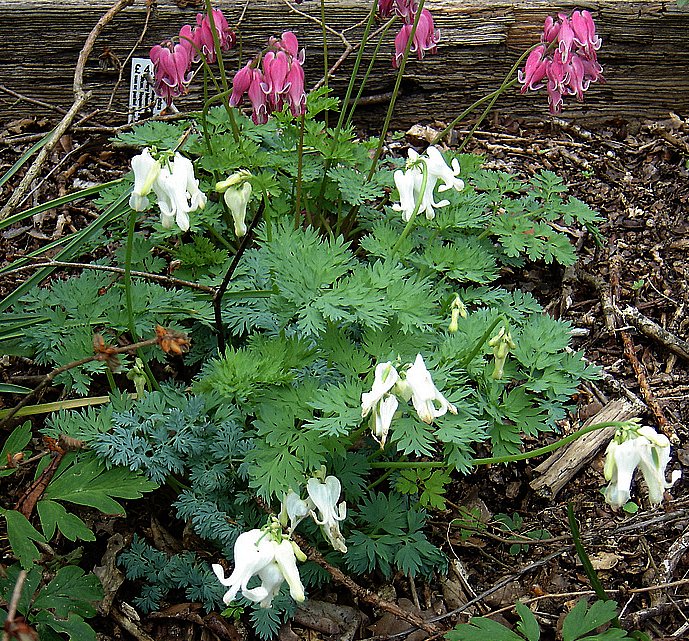 Dicentra 'King of Hearts' (King of Hearts Bleeding Heart) (alternate view 2)