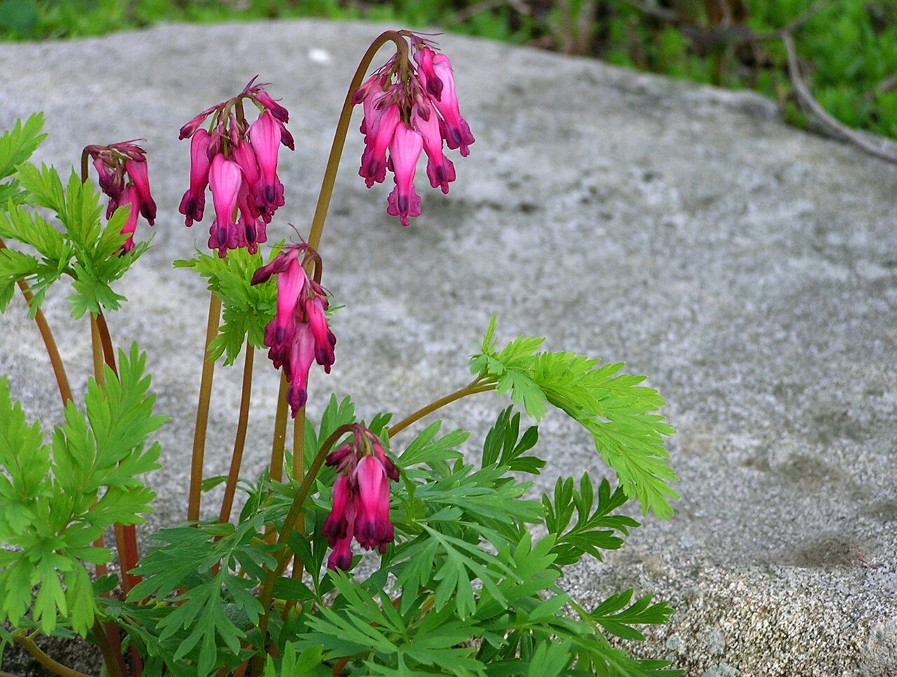 Dicentra eximia, Fringed bleeding heart — mounding deciduous (Papaveraceae) (image 9 of 10)