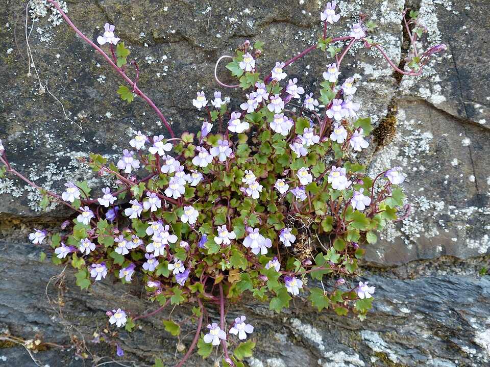 Cymbalaria muralis (Ivy-leaved toadflax)