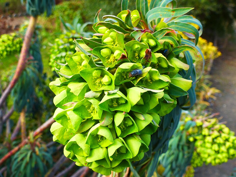 Euphorbia characias wulfenii (Mediterranean spurge) (alternate view 12)