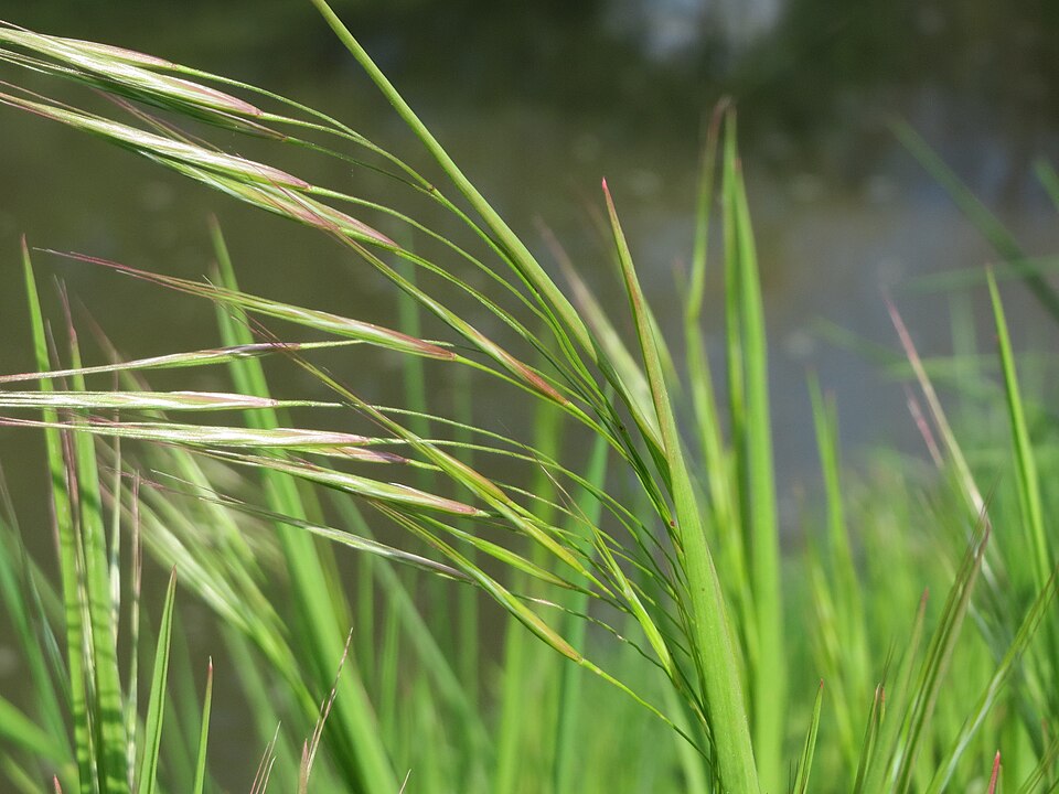 Bromus sterilis (barren brome) (alternate view 6)