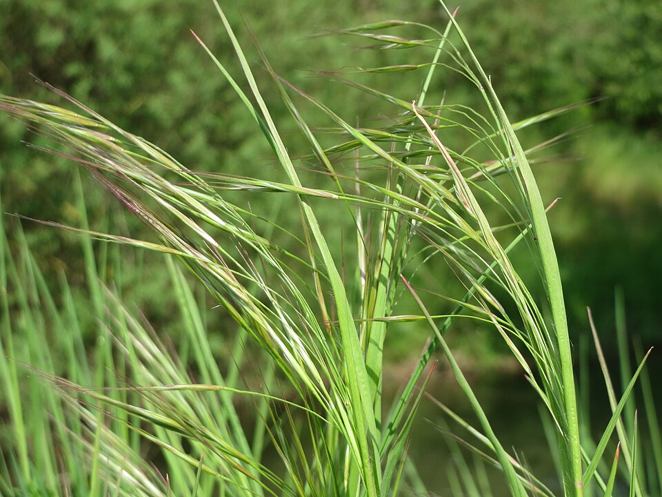 Bromus sterilis (barren brome) (alternate view 7)