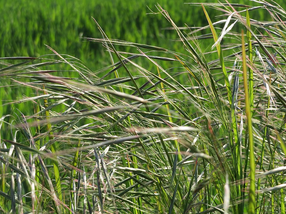 Bromus sterilis (barren brome) (alternate view 8)