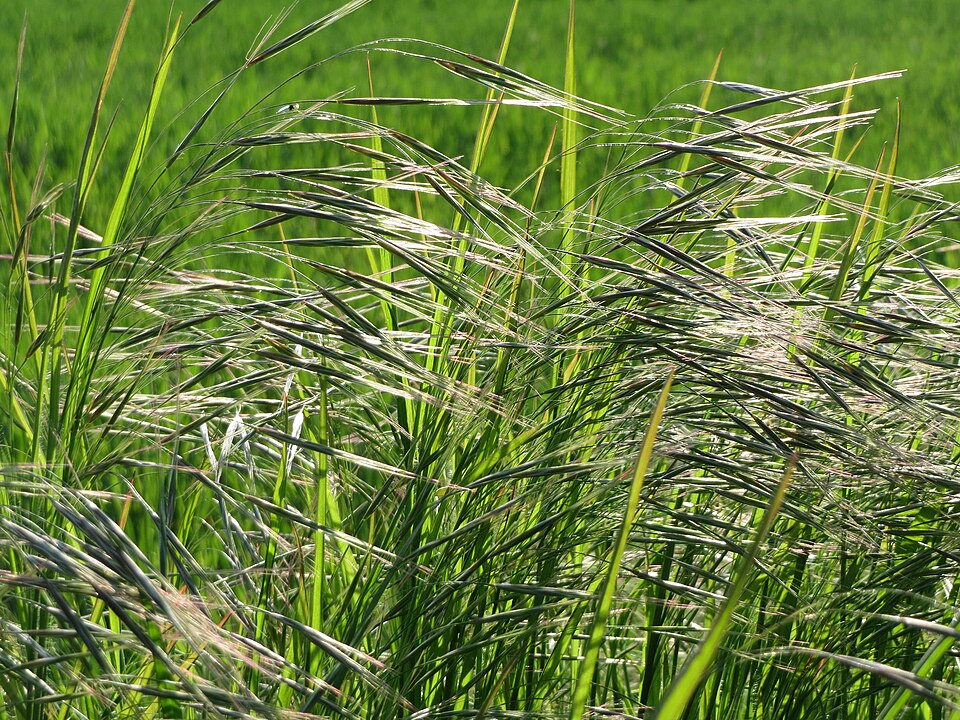 Bromus sterilis (barren brome) (alternate view 9)