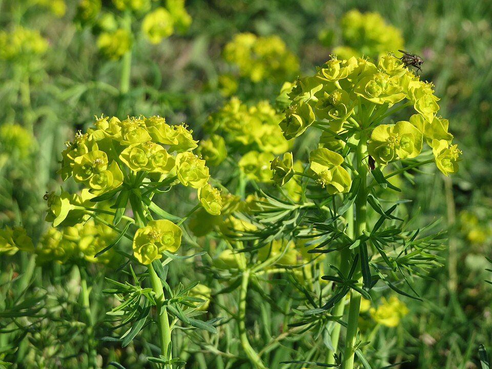 Euphorbia cyparissias (cypress spurge)