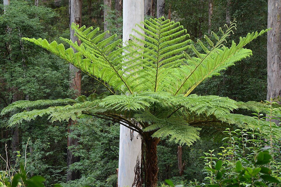 Sphaeropteris cooperi (Scaly Tree Fern) (alternate view 10)