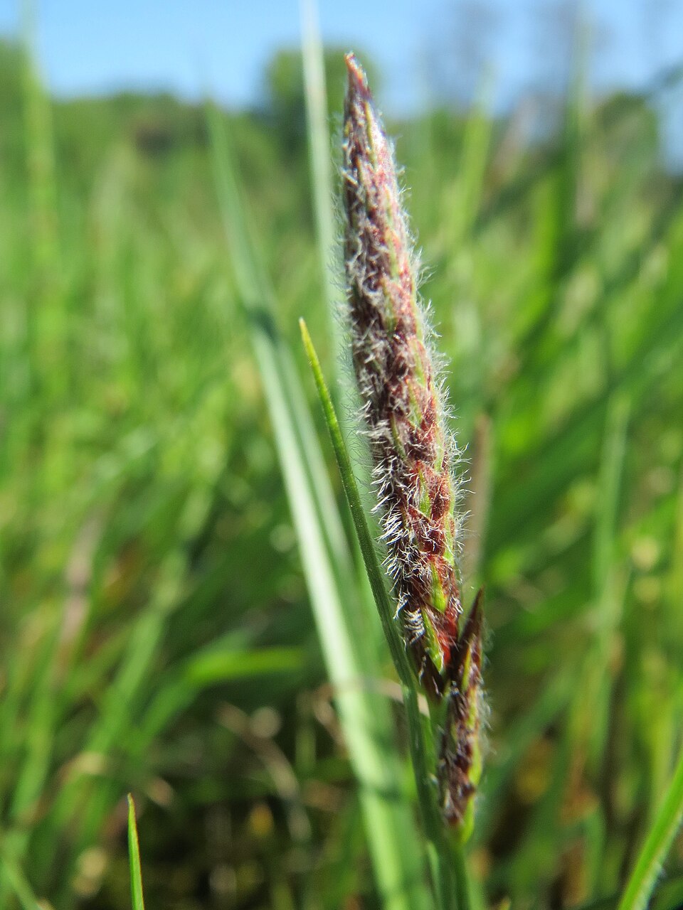 Carex hirta (hairy sedge)