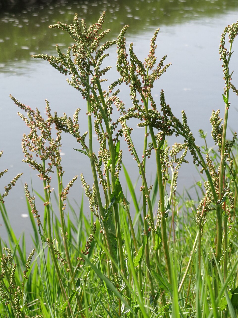 Rumex acetosa (Sorrel) (alternate view 9)