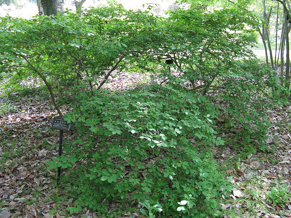 Euonymus alatus (Burning Bush) (alternate view 7)