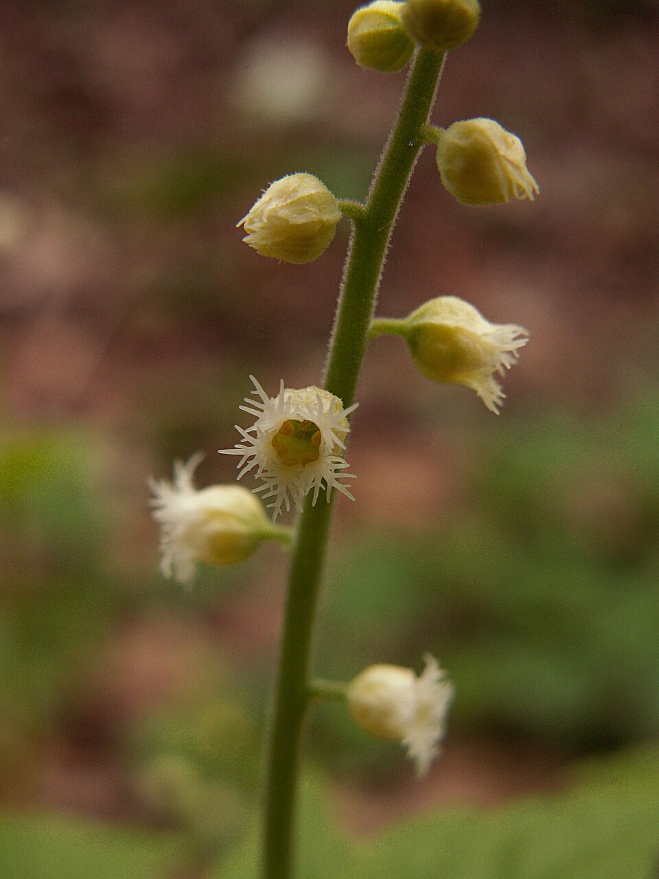 Mitella diphylla (twoleaf miterwort) (alternate view 8)