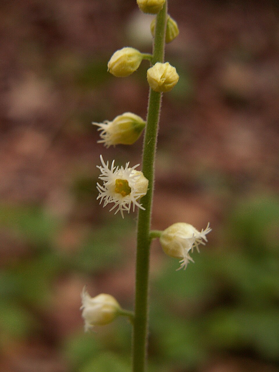 Mitella diphylla (twoleaf miterwort) (alternate view 9)