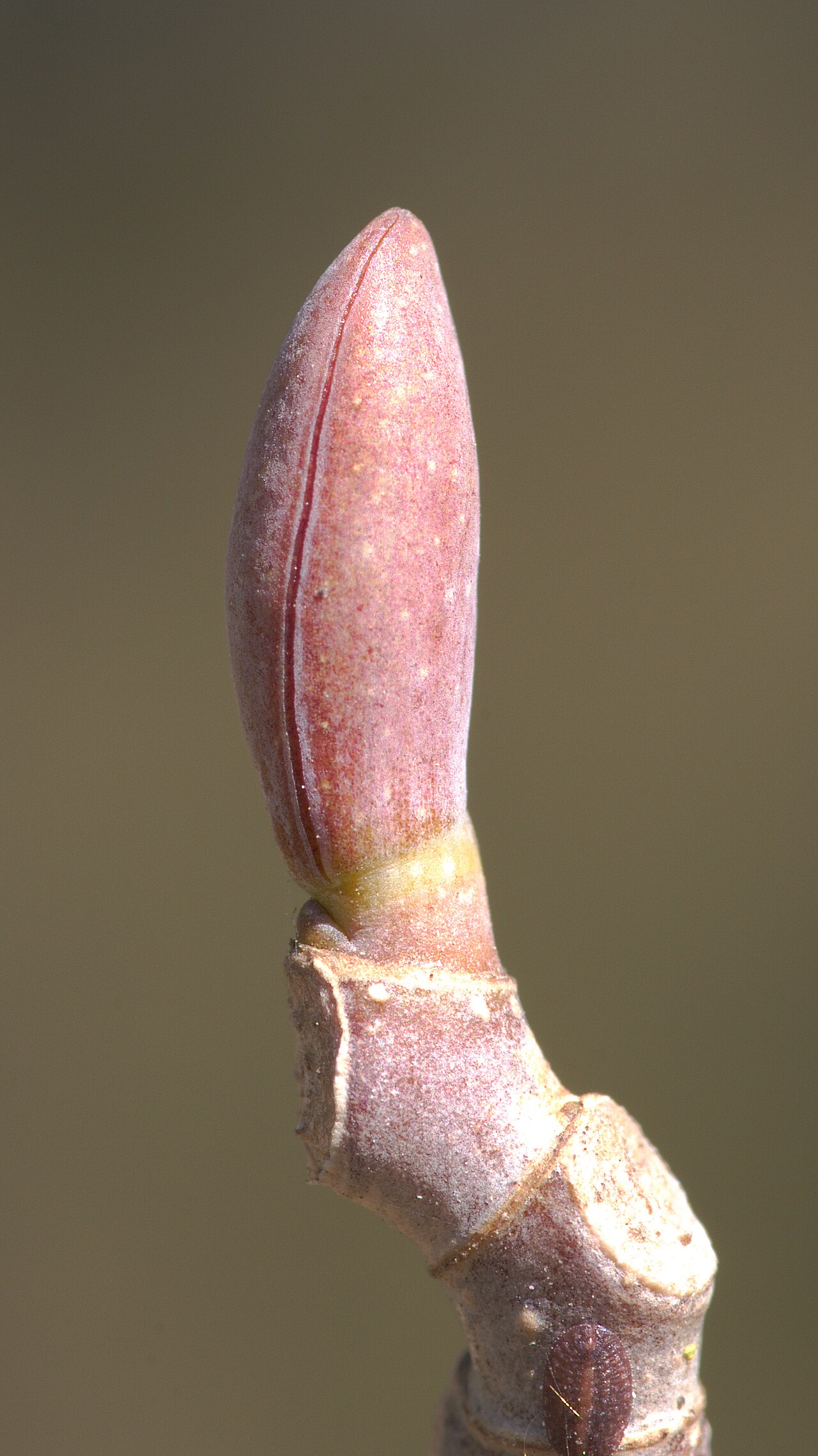 Liriodendron chinense, Chinese tulip tree — upright deciduous (Magnoliaceae) (image 8 of 8)