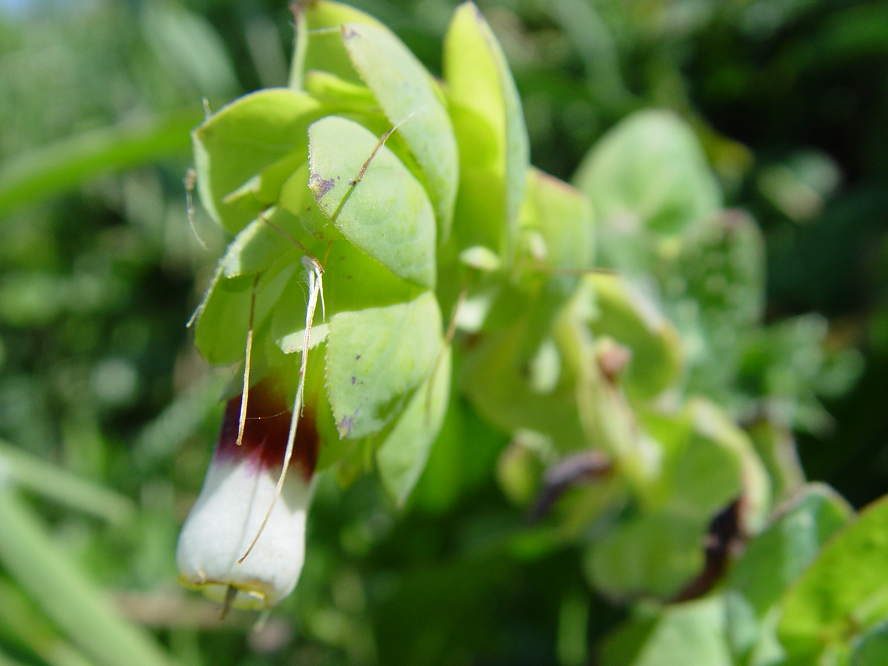 Cerinthe spp., honeywort — mounding (Boraginaceae) (image 1 of 2)