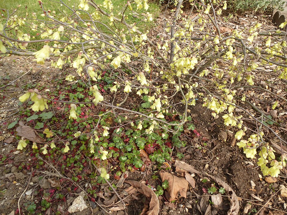 Corylopsis pauciflora (winter hazel, buttercup winter hazel) (alternate view 7)