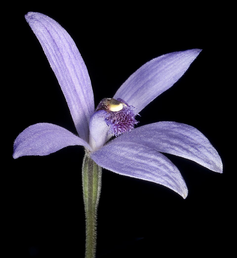 Pheladenia deformis (Blue Fairy Orchid) (alternate view 7)
