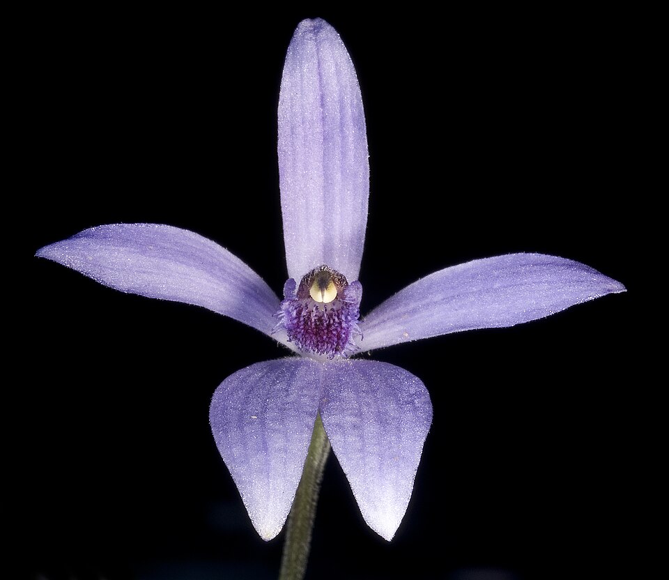 Pheladenia deformis (Blue Fairy Orchid) (alternate view 8)