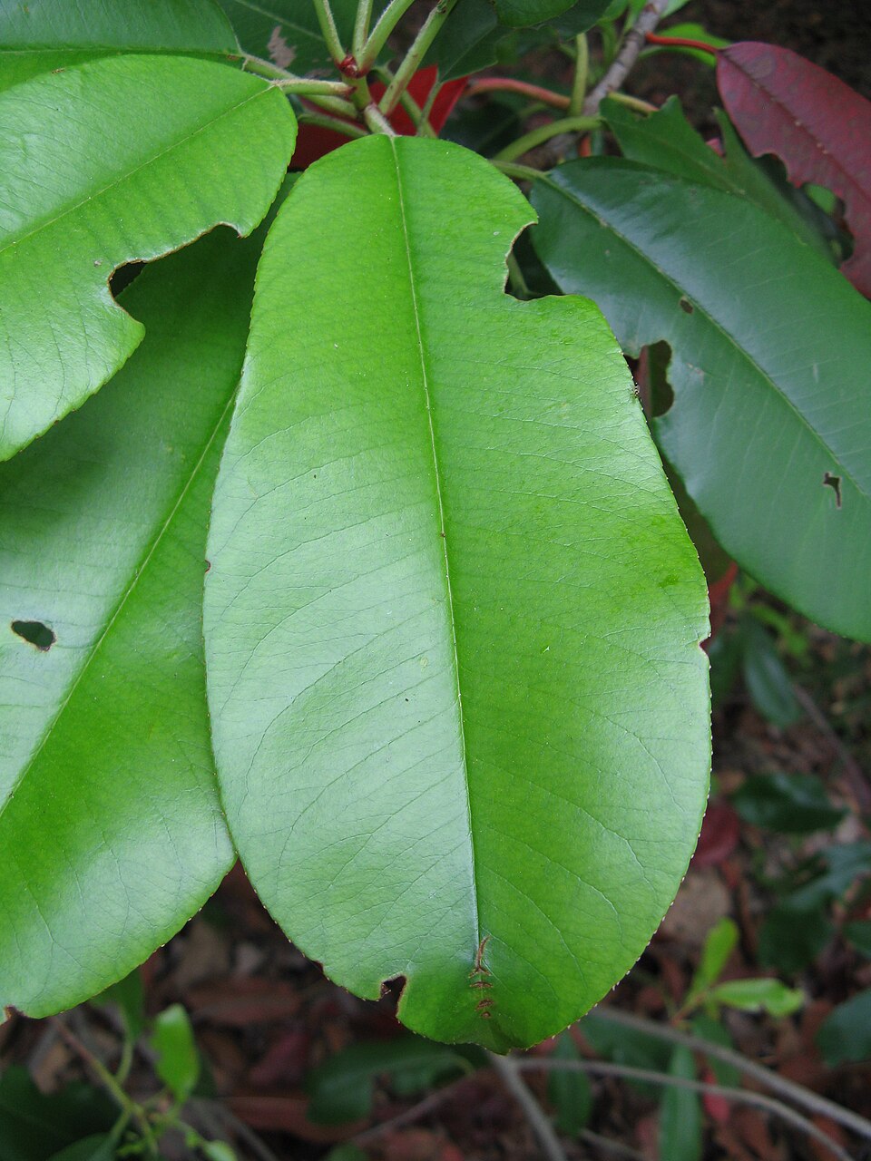 Photinia serratifolia (Chinese Photinia) (alternate view 6)