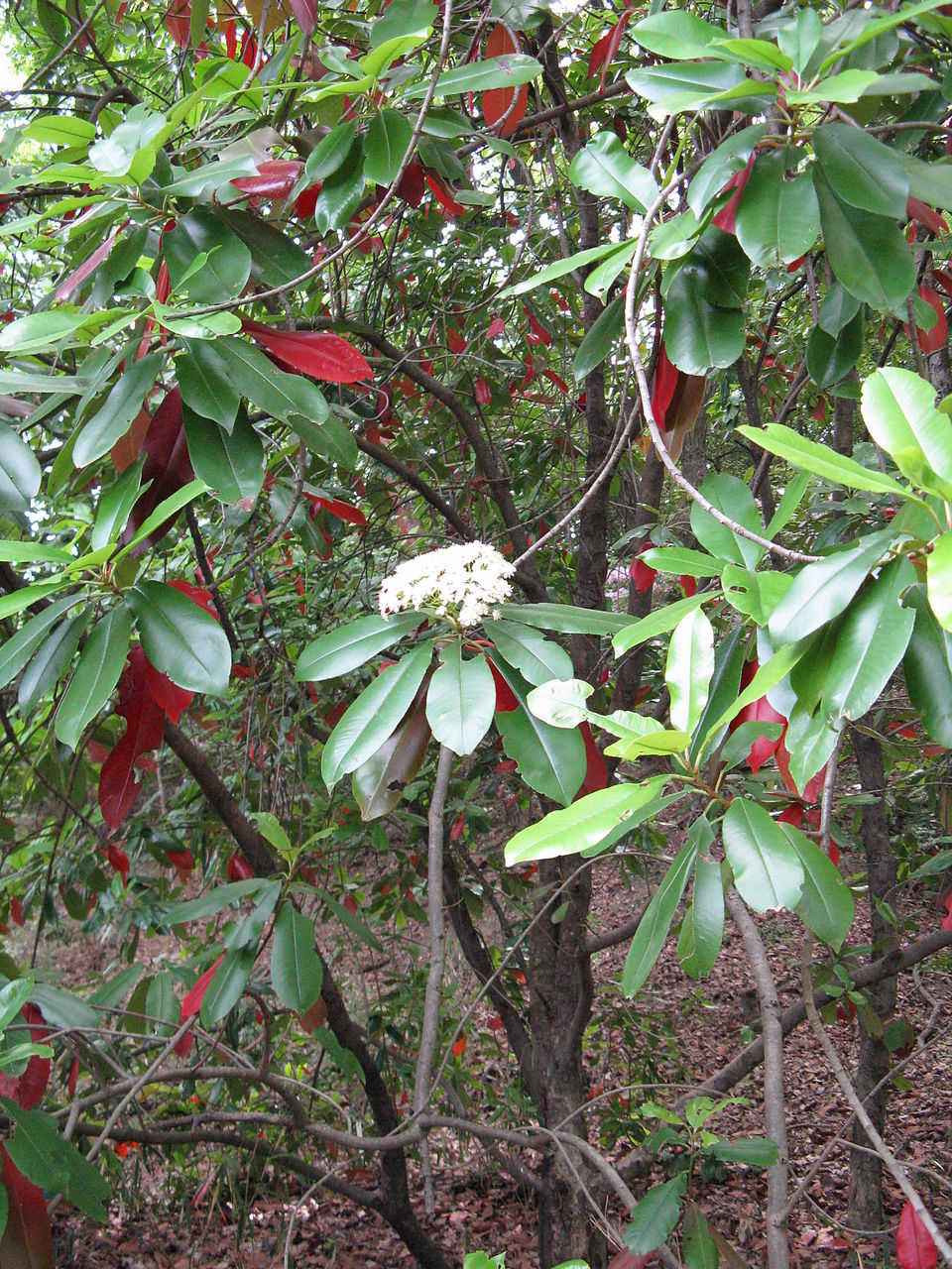 Photinia serratifolia (Chinese Photinia) (alternate view 7)