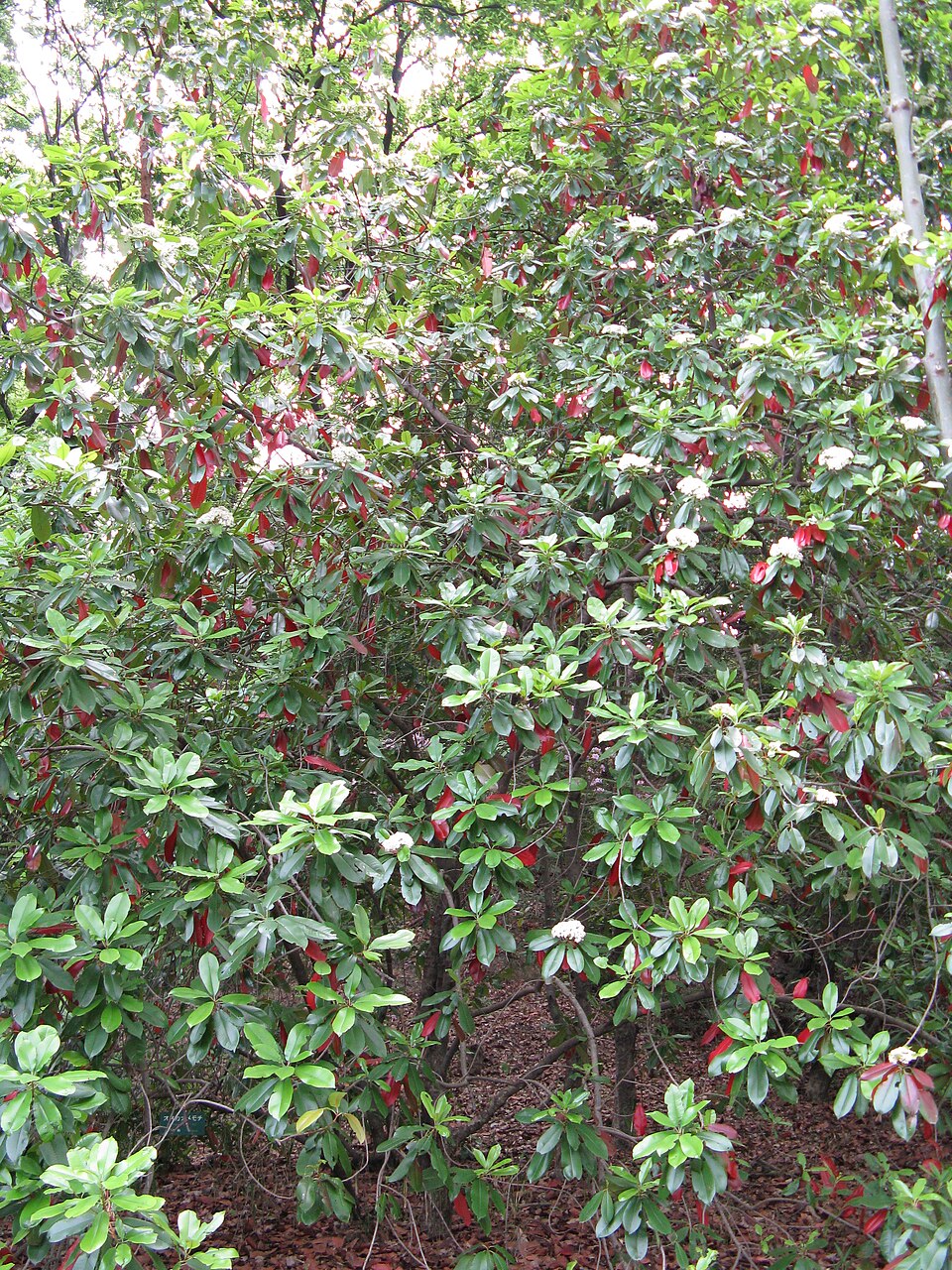 Photinia serratifolia (Chinese Photinia) (alternate view 8)