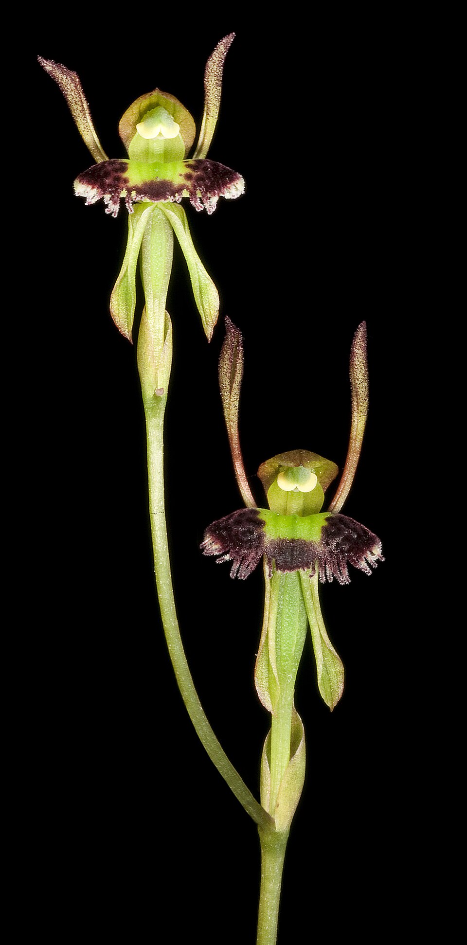 Leporella fimbriata (Hare Orchid) (alternate view 2)