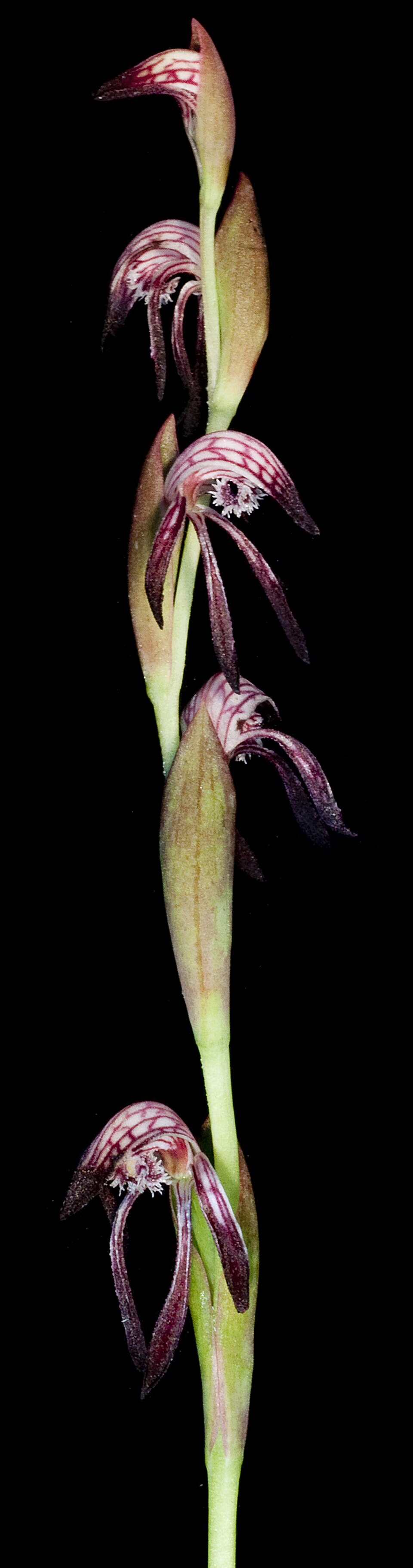 Pyrorchis nigricans (Red Beaks) (alternate view 5)