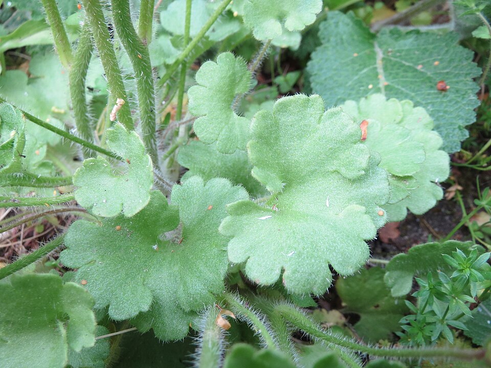 Saxifraga granulata (Meadow Saxifrage)