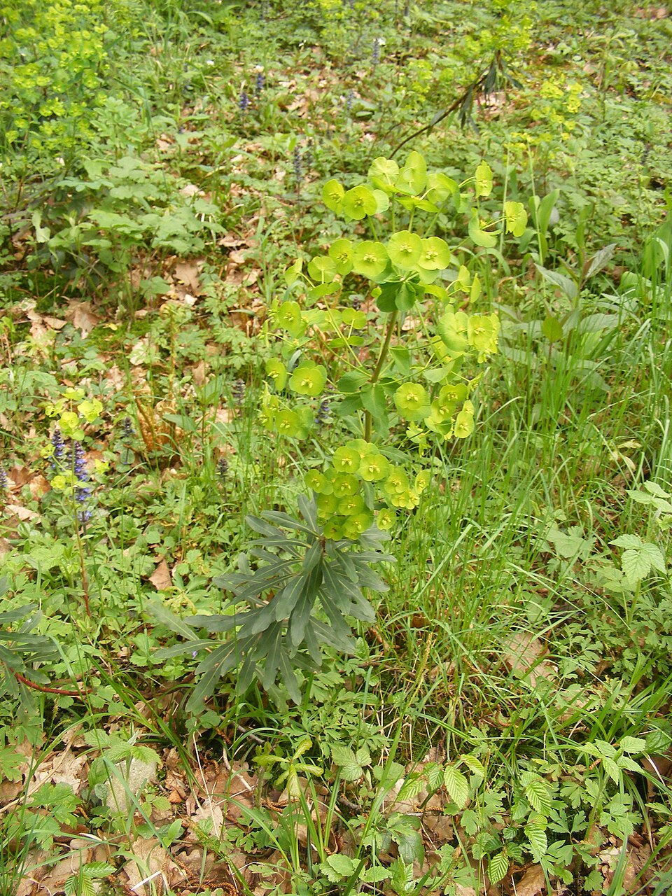 Euphorbia amygdaloides (wood spurge)