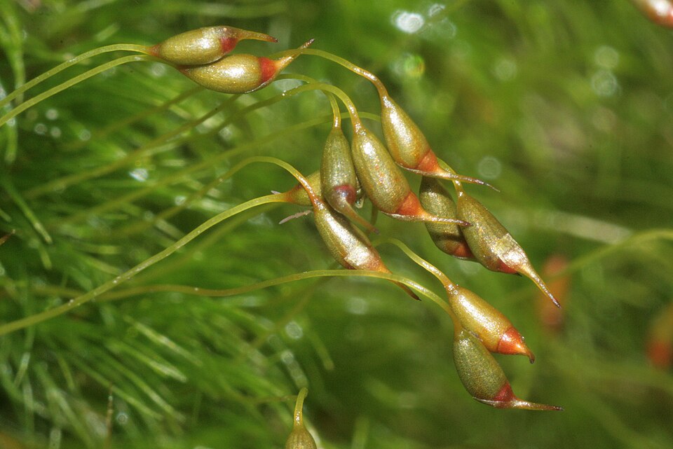 Dicranella heteromalla (Silky Forklet-moss)