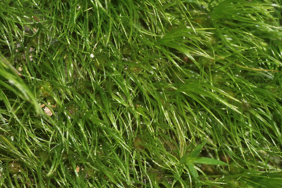 Dicranella heteromalla (Silky Forklet-moss)