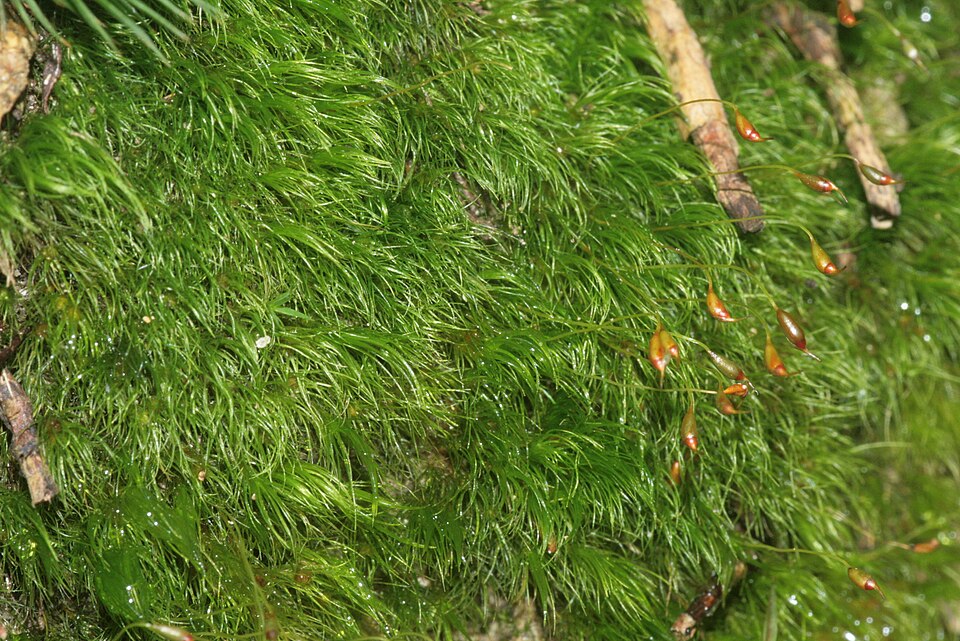 Dicranella heteromalla (Silky Forklet-moss)