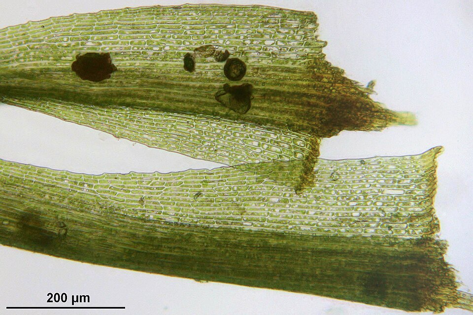 Dicranella heteromalla (Silky Forklet-moss)