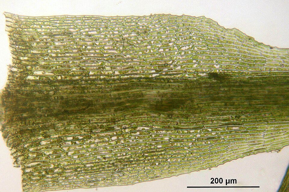 Dicranella heteromalla (Silky Forklet-moss)