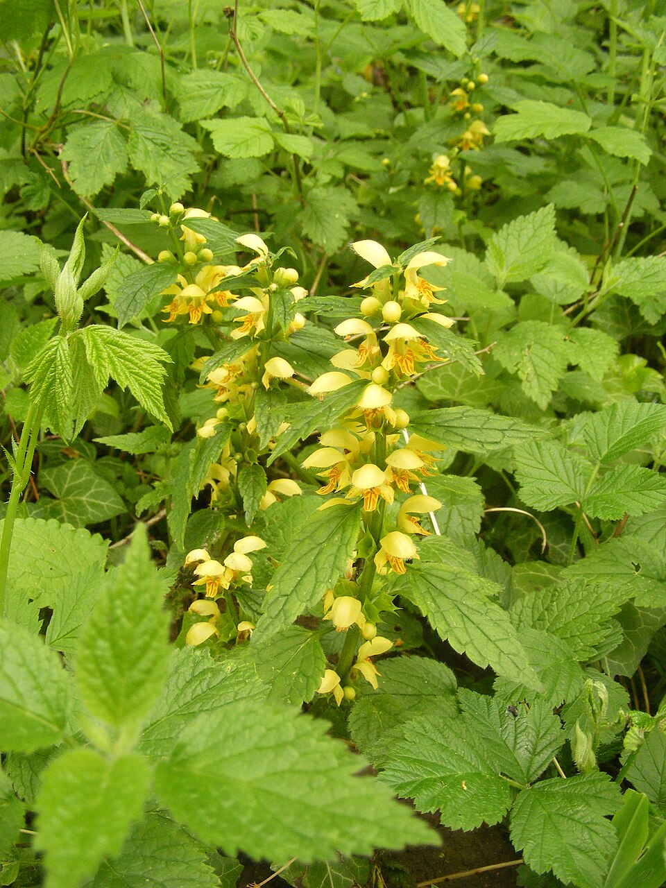 Lamium galeobdolon (yellow archangel)