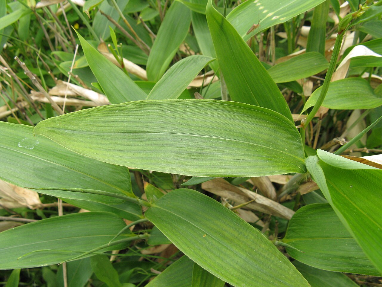 Sasa veitchii, Kuma bamboo grass — spreading evergreen (Poaceae) (image 2 of 9)