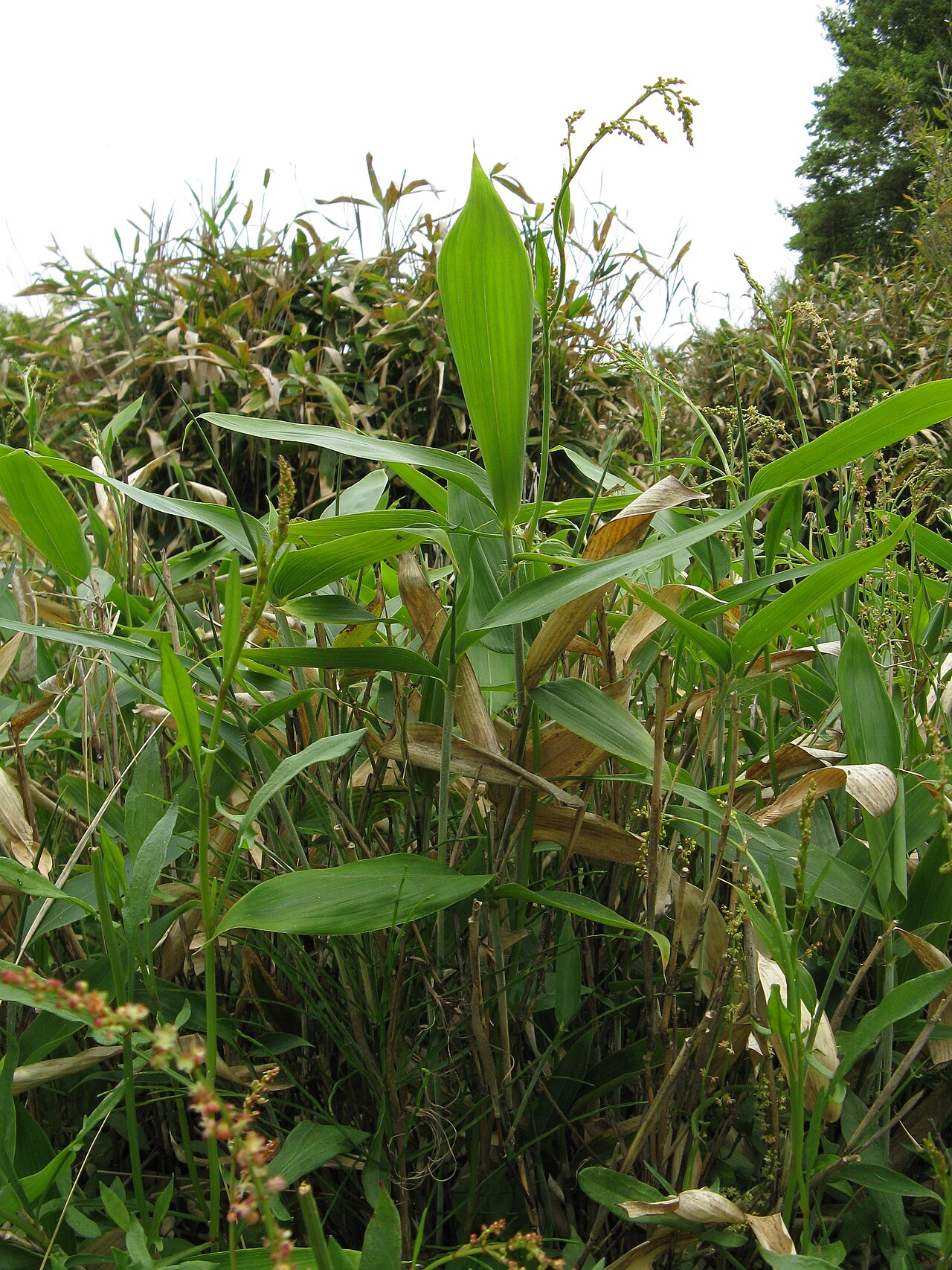Sasa veitchii, Kuma bamboo grass — spreading evergreen (Poaceae) (image 3 of 9)