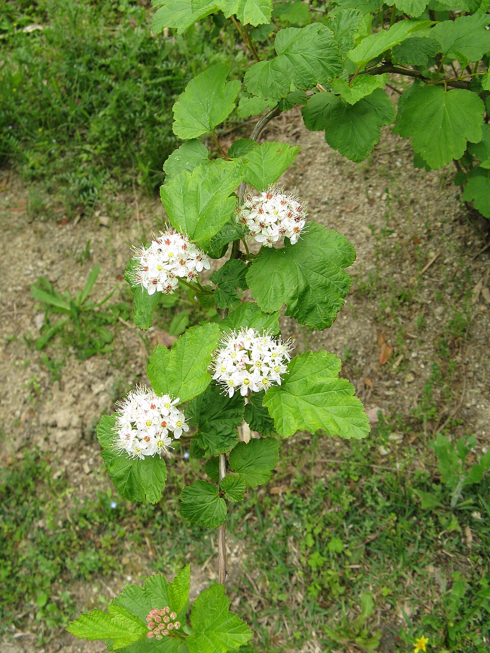 Physocarpus capitatus (Pacific ninebark) (alternate view 10)