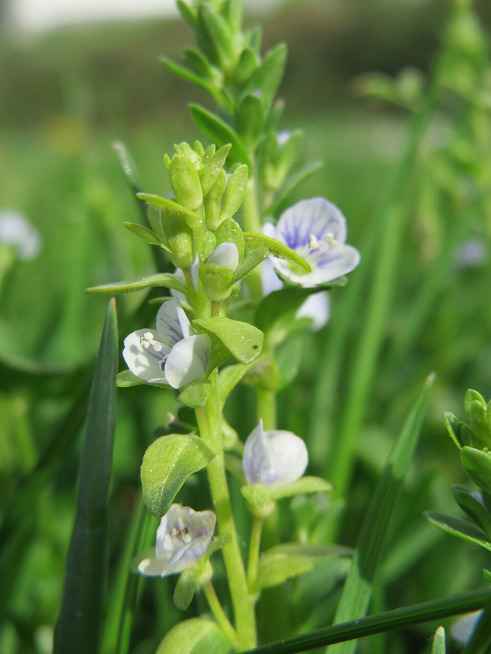 Veronica serpyllifolia (thyme-leaved speedwell)