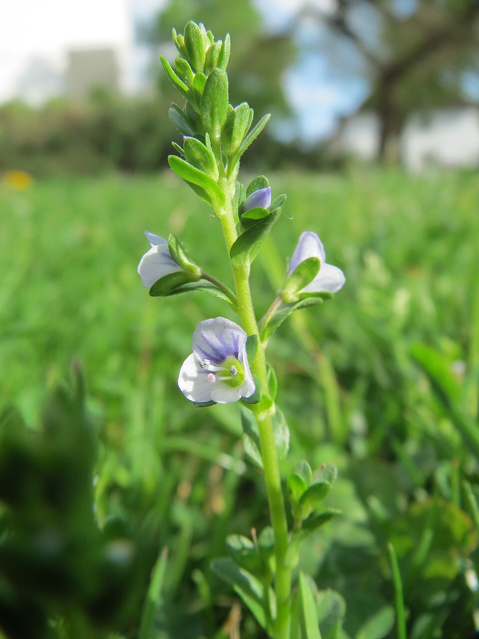 Veronica serpyllifolia (thyme-leaved speedwell)