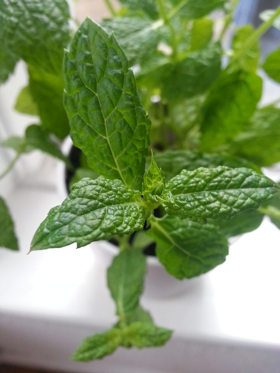 Mentha (mints) (alternate view 7)