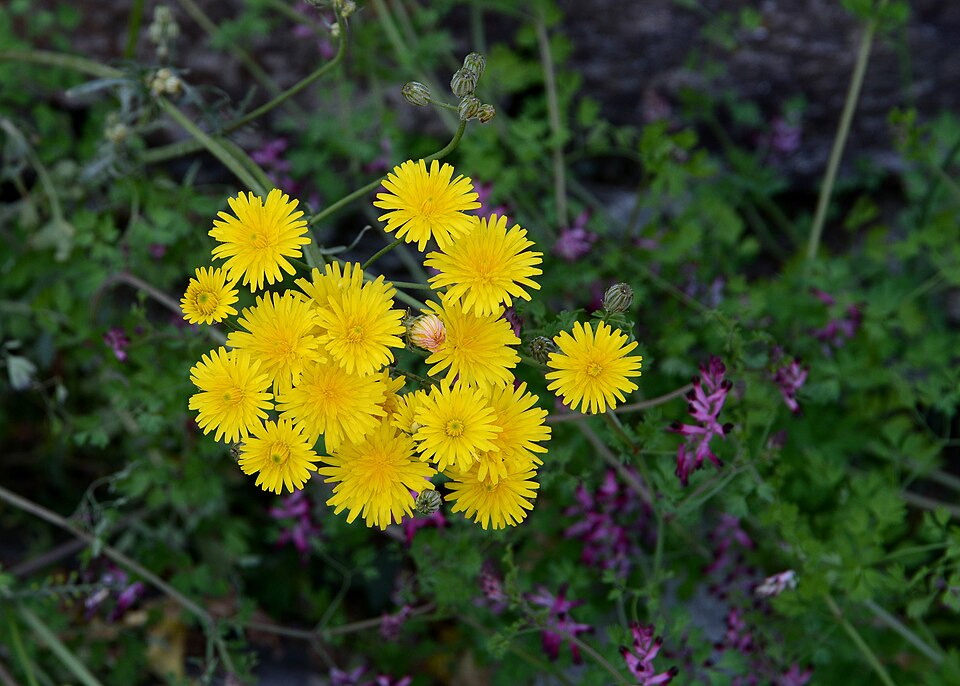 Crepis vesicaria (Beaked Hawksbeard)