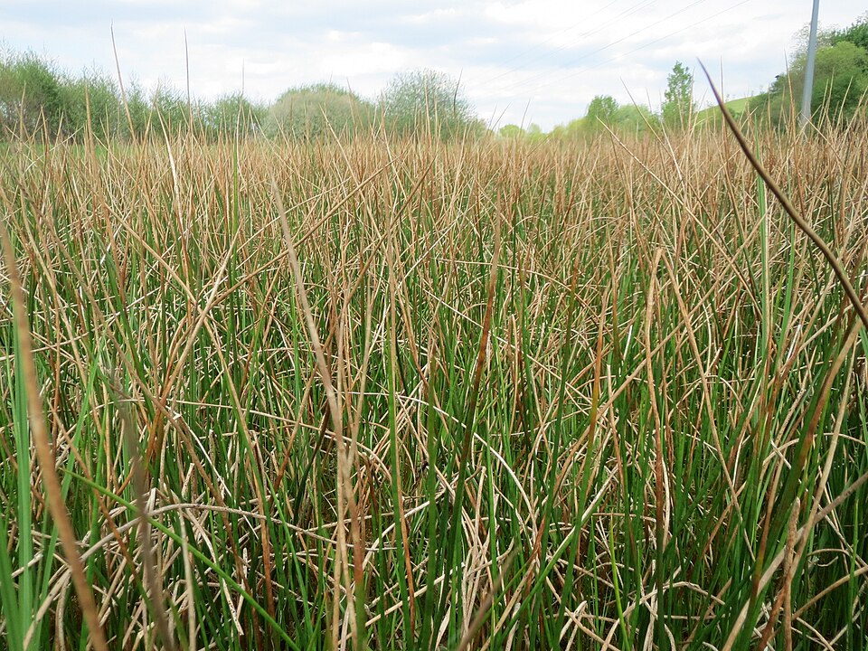 Juncus acutiflorus (Sharp-flowered Rush)