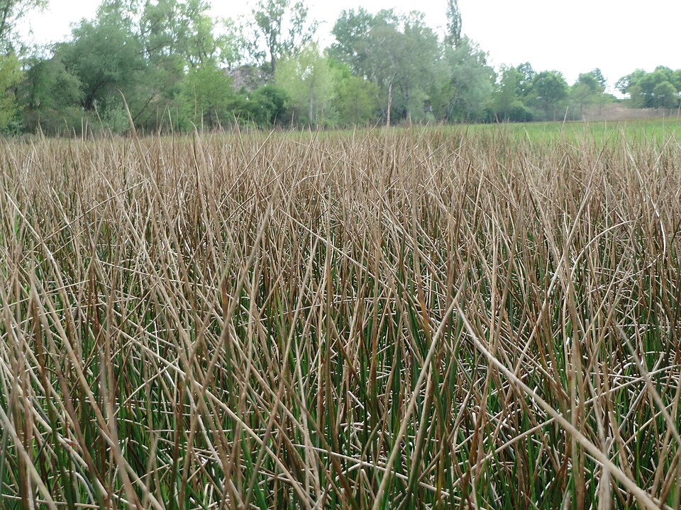 Juncus acutiflorus (Sharp-flowered Rush)