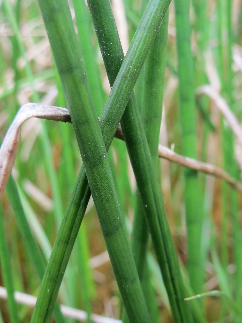 Juncus acutiflorus (Sharp-flowered Rush)