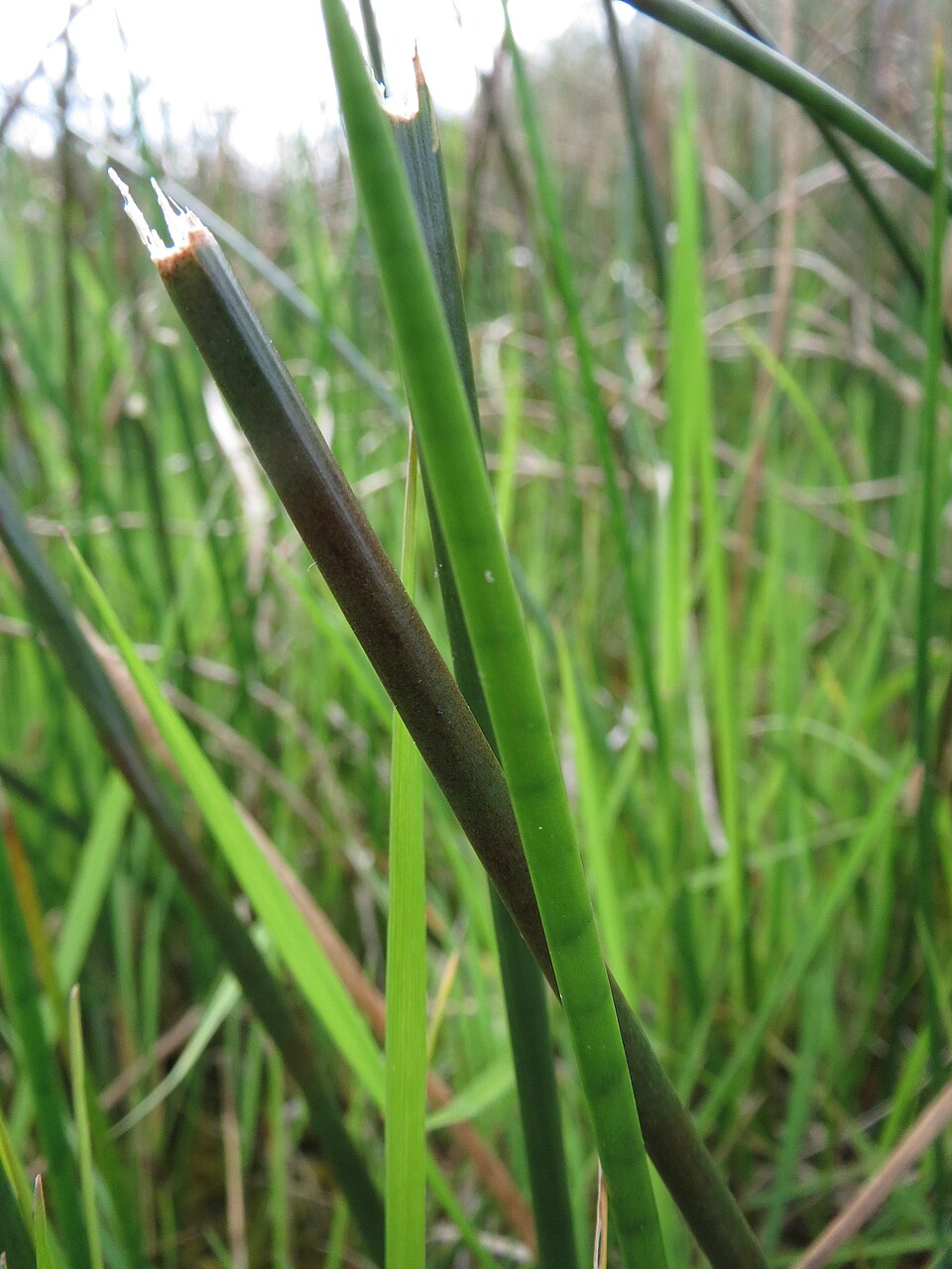 Juncus acutiflorus (Sharp-flowered Rush)